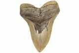 Fossil Megalodon Tooth - North Carolina #200236-1